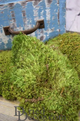 Mood Moss - Natural