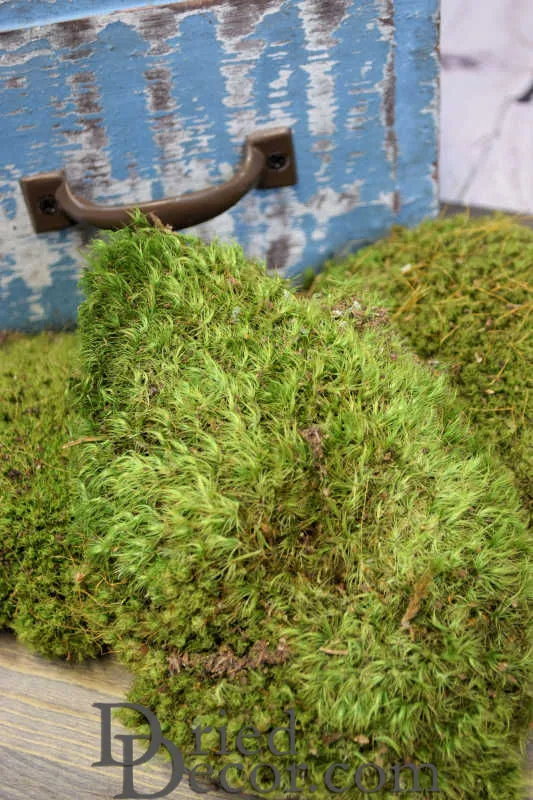 Mood Moss - Natural